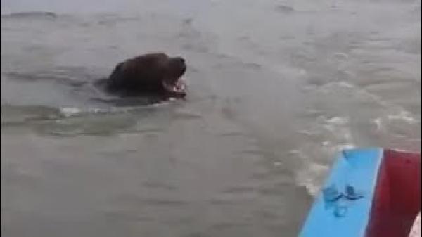 دب عملاق يطارد قاربا ويثير الرعب بين ركابه(فيديو)