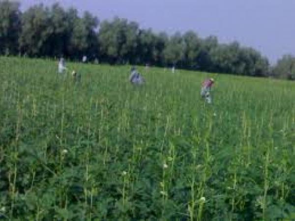 مخاوف غربية من تسبب الثورات العربية في أزمة غذاء عالمية