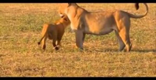 بالفيديو.. «لبؤة» تدخل في مواجهة شرسة مع أسدين دفاعًا عن شبلها