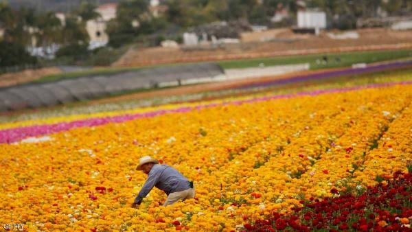 أستراليا تسهل شروط "الفيزا".. وتستهدف المزارعين