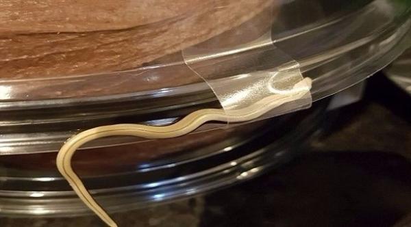 طلبت كعكة شوكولاتة.. فعثرت على أفعى بداخلها