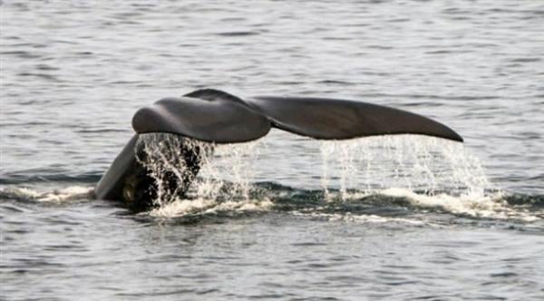 تتلقى ضربة مفاجئة من ذيل الحوت أثناء ممارستها الغطس في أستراليا