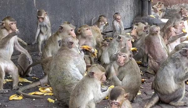 بالصور..  مجموعات كبيرة من القرود تثير الفوضى ببلدة تايلاندية فى منافسة على الطعام