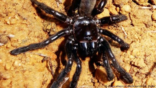 موت أكبر عنكبوت سنا في العالم.. فما سر الاهتمام بوفاته؟