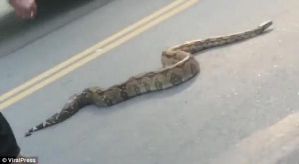 فيديو..امرأة تنزل من سيارتها وتمسك ثعبانا ضخما يعبر الطريق