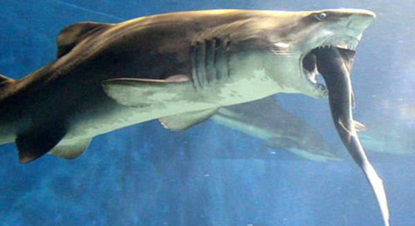 قناة أمريكية: الزيادة السكانية السبب في هجمات القروش