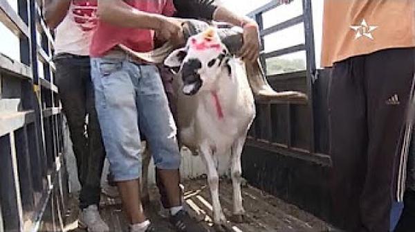 نصائح مهمة لاختيار أضحية العيد