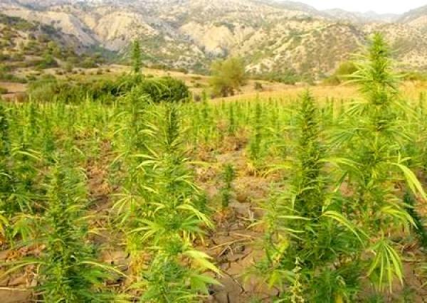 فتح تحقيق مع رجال سلطة متهمين بتلقي رشاوي من طرف مزارعي القنب الهندي