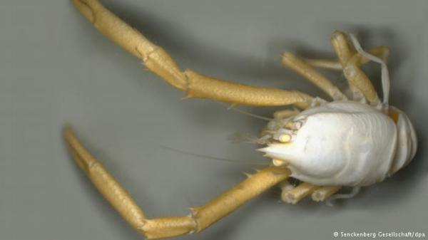 اكتشاف سلطعونات فريدة مجهولة في أعماق الكاريبي