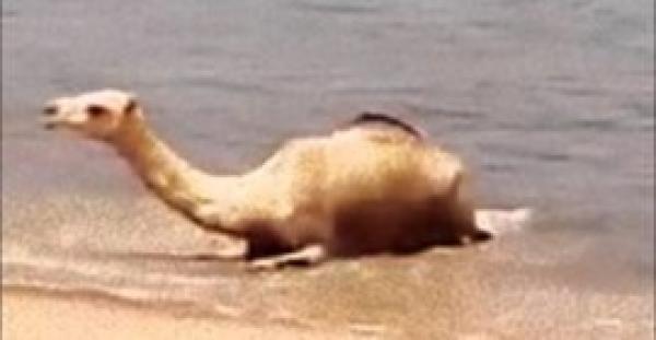بالفيديو.. جمل يهرب من حرارة الجو بالاستجمام على الشاطئ