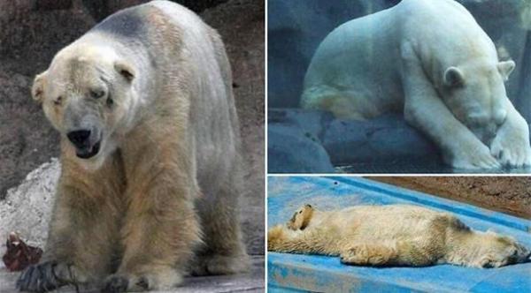 بالصور: كيف يبدو شكل الدب حين يصاب بالاكتئاب؟