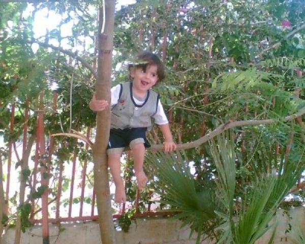 علماء: تسلق الأشجار يساعد في تحسين الذاكرة