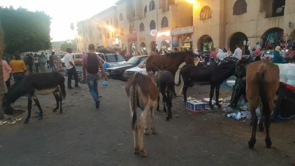 فايسبوكيون يسخرون من ظاهرة انتشار "الحمير" بوسط شوارع مدينة "سطات"