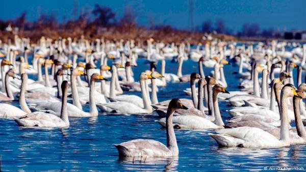 هل تعرف كم عدد البجع الذي تمتلكه ملكة بريطانيا؟