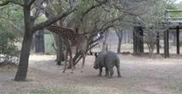 بالفيديو : صغير وحيد القرن حاول مداعبة «زرافة» فتلقى ركلة خلفية