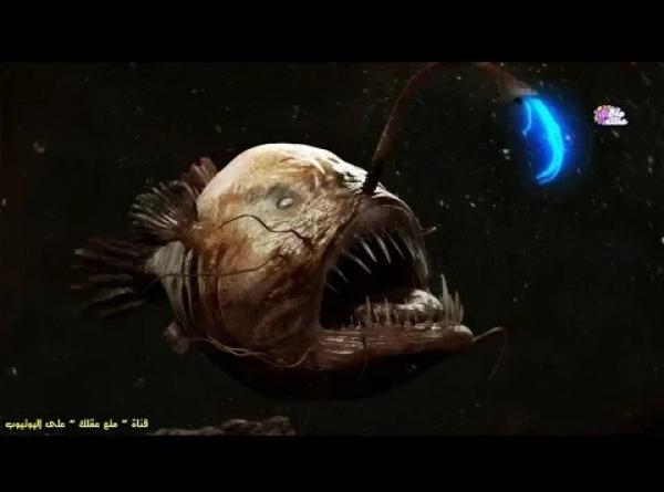 أغرب 8 مخلوقات بحرية عرفها العالم - لن تصدق أنها موجودة بالفعل !