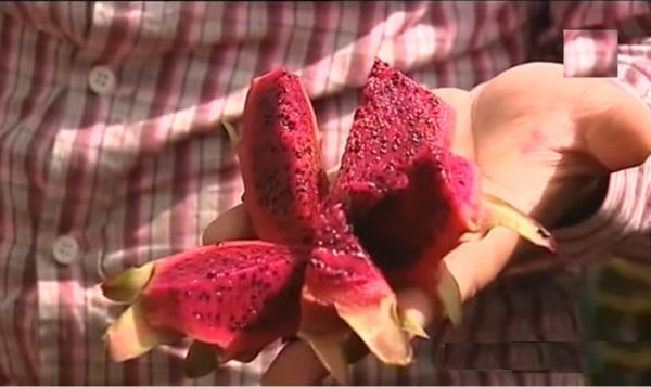 نجاح زراعة فاكهة التنين ذات الأصول المكسيكية ضواحي آسفي