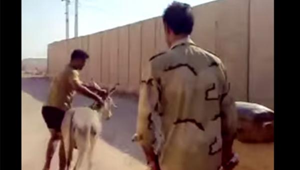 حتى الحمار لم يسلم من بطش المليشيات