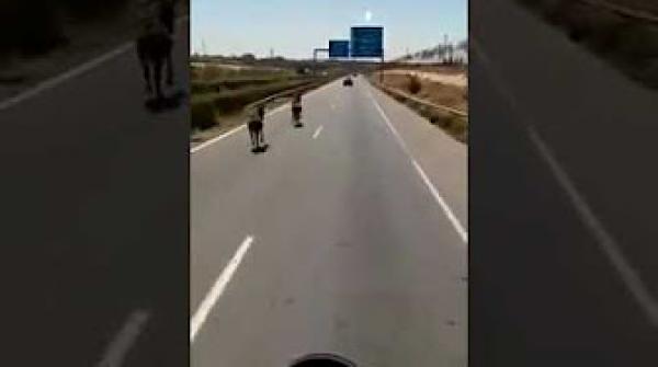 خطير: مجموعة من الحمير تسير وسط الطريق السيار المداري للدار البيضاء