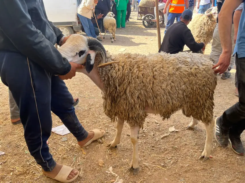 بعد “خليه يبعبع”.. نشطاء يطالبون بإرجاع دعم الكسابة بسبب غلاء الأضاحي