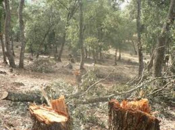 مقتل شخص برصاص ملثمين في غابة قرب إفران