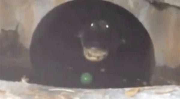 بالفيديو: أمريكي يعثر على تمساح في مجرور حديقة منزله