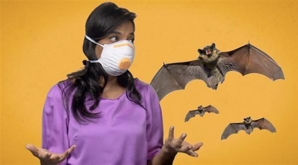 هل الخفافيش لها علاقة بأصل كورونا ؟..دراسة تقترب من فك اللغز