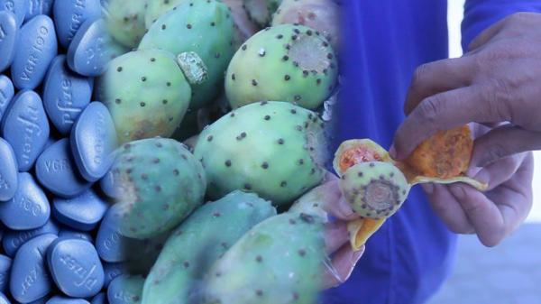 فوائد التين الشوكي "الهندية" للرجال يجهلها أغلب المغاربة