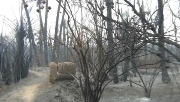 النيران تلتهم المئات من الأشجار بواحة الكارة وأيت عمير بأوفوس إقليم الرشيدية