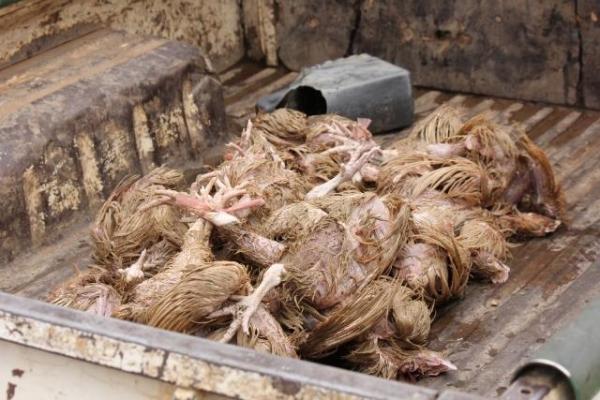 تقرير خطير : دجاج ميت على موائد الأسر