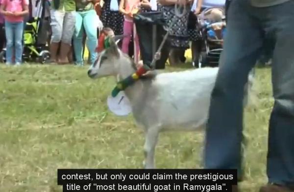 بالفيديو: مسابقة لاختيار ملكة جمال "الماعز" في ليتوانيا