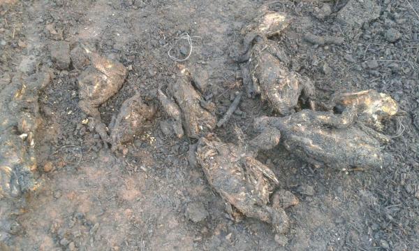 بالصور... النيران تلتهم دواجن ودواب وأشجار الزيتون والدرك الملكي يحقق