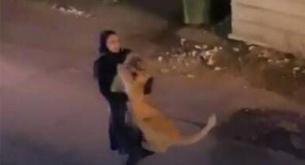 فيديو مثير...أسد هارب يتجول بشوارع الكويت وفتاة شابة تتدخل بشجاعة للسيطرة عليه