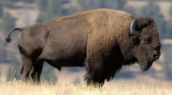ثور البيسون يصبح الحيوان الثديي الوطني في أمريكا