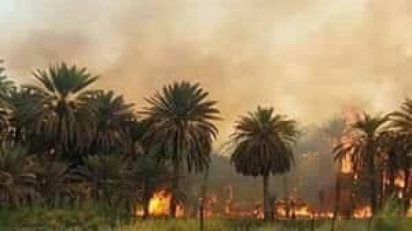 حريق مهول بمداشر طاطا و النيران تلتهم أشجار النخيل