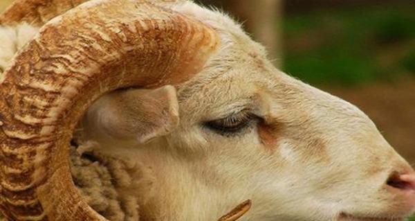 كل ما يجب أن تعرفه عن شروط ذبح الاضحيه علي الطريقة الإسلامية