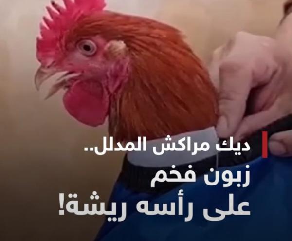 ديك مراكش المدلل.. زبون فخم على رأسه ريشة!