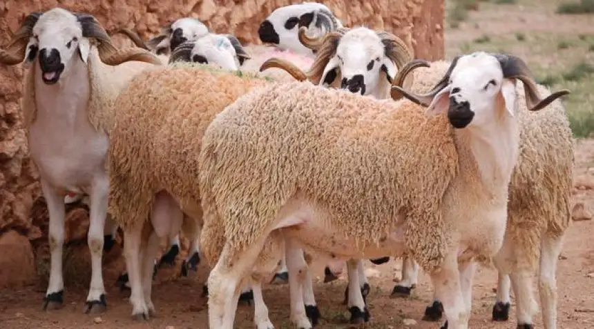 ارتفعت بـ1000 درهم .. لهيب الأسعار يجتاح أسواق الأضاحي في "الويكاند" الأخير قبل العيد