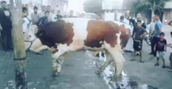 بالفيديو.. لحظة ذبح «عجل» ضخم في دقيقة واحدة برفح