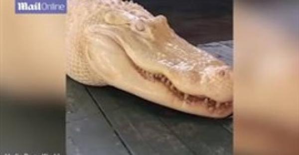 بالفيديو .. أنثى تمساح «ذهبي» تثير ضجة على الإنترنت