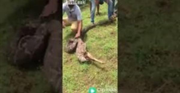 بالفيديو.. ثعبان يبتلع غزال دفعة واحدة في 3 ثوان