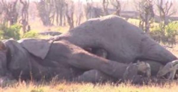 بالفيديو.. مشهد غريب لضبع يخرج من بطن فيل