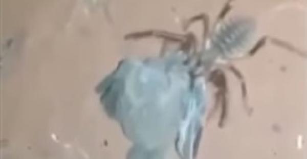 بالفيديو.. عنكبوت عملاق يصطاد طائرا ويأكله