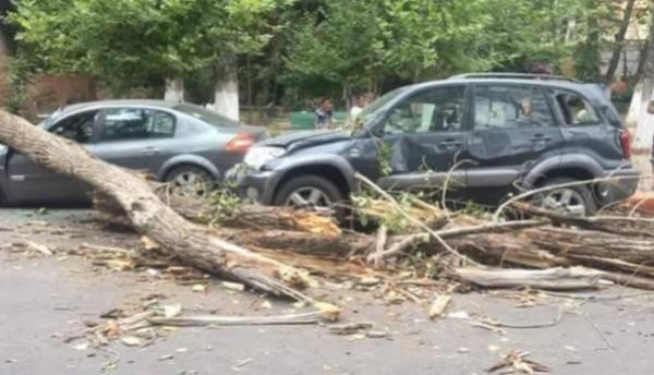 خطير... شجرة مُعمِّرة تُحول رحلة سياحية لعائلة إلى فاجعة بعد سقوطها على طفل عمره 5 سنوات وإصابتها لسيارة