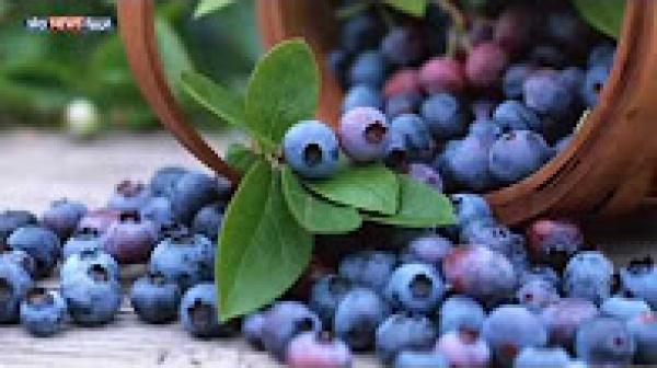 فوائد الأطعمة "البنفسجية"