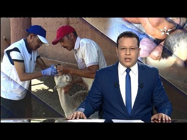 نفوق 65 رأس من الغنم بسبب مرض اللسان الأزرق بمراكش