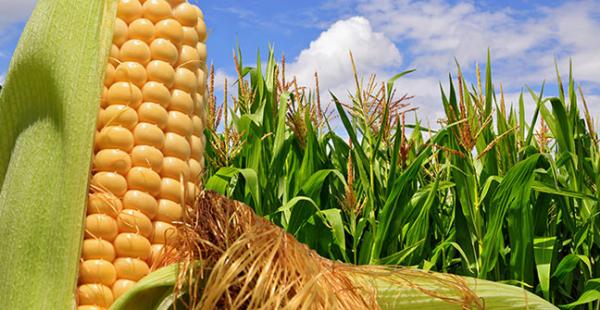 بعد انتشارها بالجزائر ..المغرب يُتلف محاصيل زراعية بسبب الكوليرا