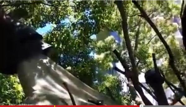 بالفيديو: تعرف على منزل الشجرة الأفخم في العالم