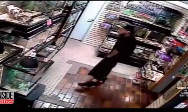 بالفيديو: لص يخفي ثعباناً داخل سرواله