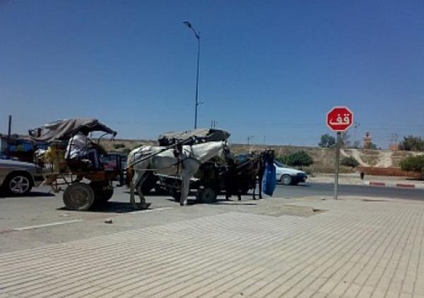 قرار مفجع ينتظر أصحاب العربات المجرورة بمدينة اليوسفية